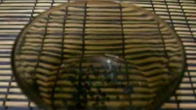 лук эксибишен замачивание семян смотреть онлайн