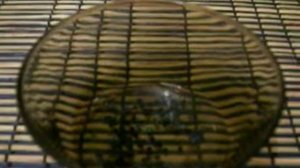 лук эксибишен замачивание семян