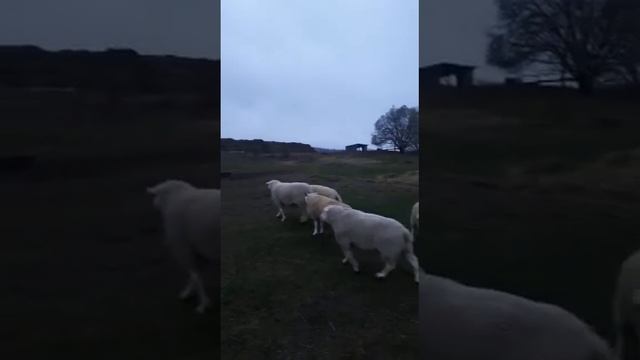 Племенные бараны ташлинской породы смотреть онлайн