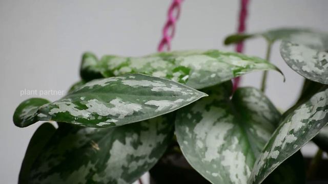 Money Plant varieties || Pothos varieties || മണി പ്ലാന്റ് കളക്ഷൻ смотреть онлайн