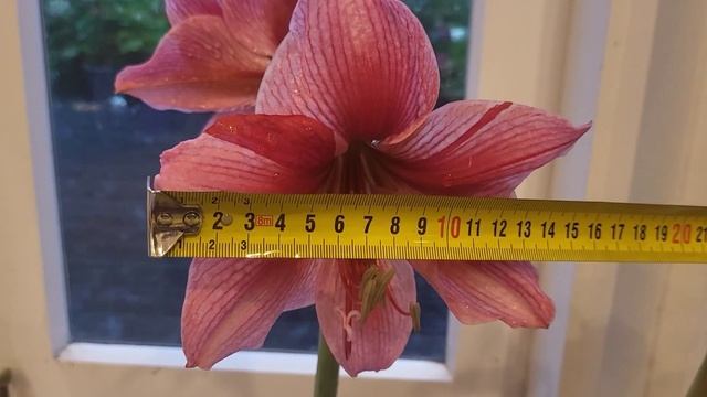 Gervase Amaryllis смотреть онлайн