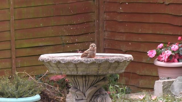 Birds in the garden - Panasonic HC-V720 смотреть онлайн