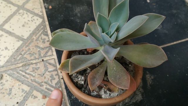 Graptoveria Fred Ives