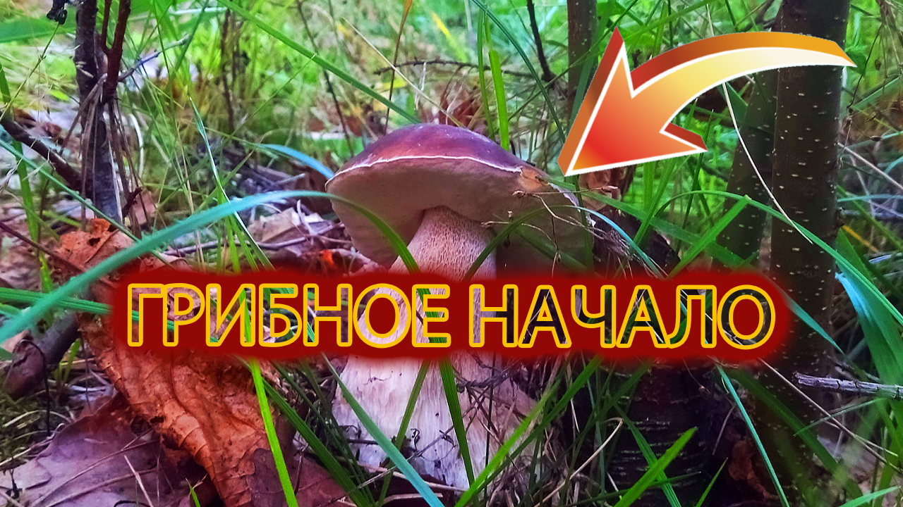 НАЧАЛО ГРИБНОГО СЕЗОНА | ПОДМОСКОВНЫЕ ГРИБНИКИ В ДЕЛЕ смотреть онлайн