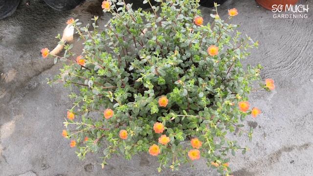 Portulaca thrives with banana peel magic! | DIY tips for vibrant flowers & lush growth! смотреть онлайн