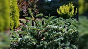 Хвойный сад Мечтательницы!🌲Picea pungens Spring Sunrise!🔥 16 июля 2024г