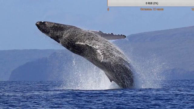 🔴 ЛОВИМ КУРАТОРОВ ИГРЫ СИНИЙ КИТ смотреть онлайн