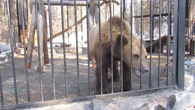 Алтай 21.03.17 Новосибирский зоопарк смотреть онлайн