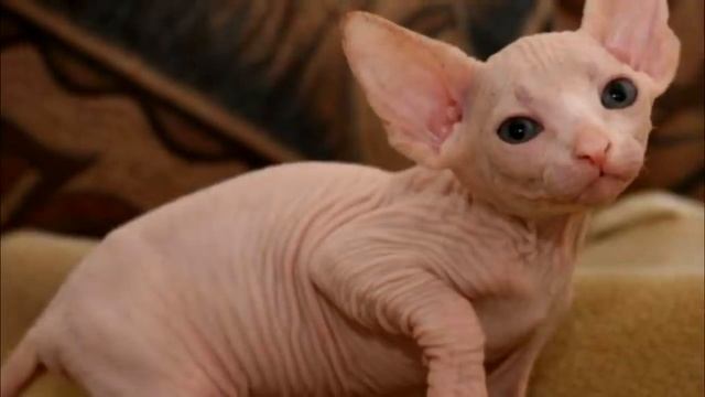 Бабушка просто ненавидела котёнка сфинкса И вот чем отплатил ей зверёк смотреть онлайн
