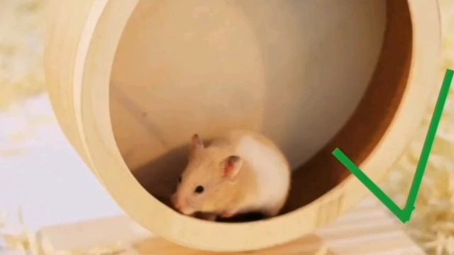 Как обустроить клетку для хомяка? смотреть онлайн