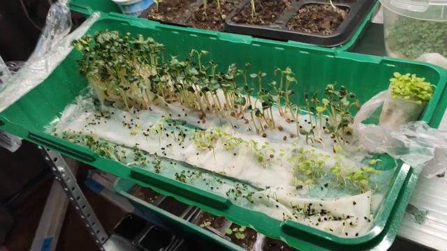 микрозелень день пятый смотреть онлайн