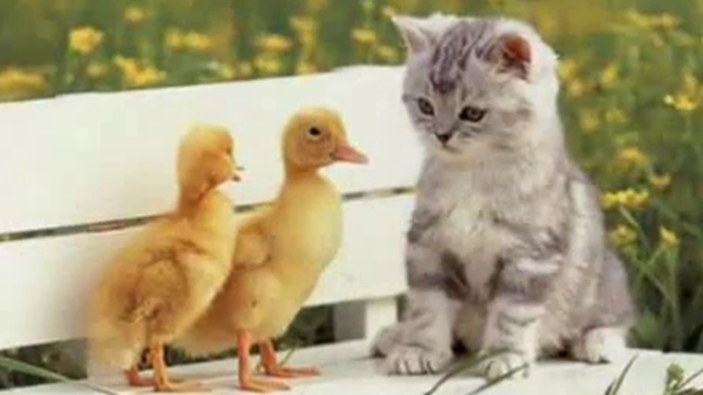 Танец маленьких утят смотреть онлайн