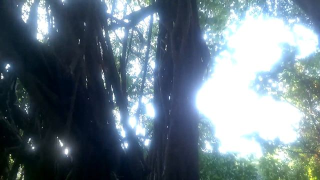 Огромный Баньян дерево смотреть онлайн