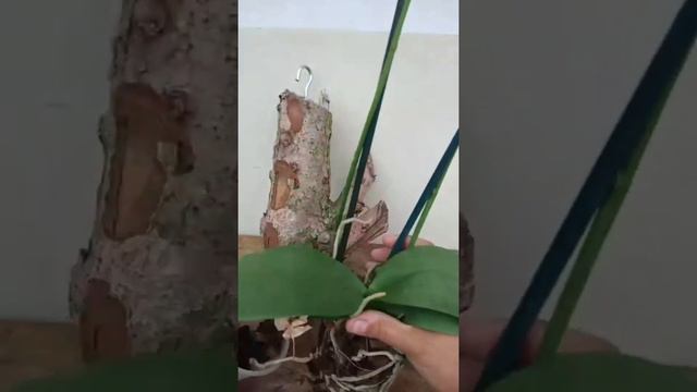 Como plantar orquídeas no troco. Este é um vídeo sobre como você pode plantar sua própria orquídea🌺 смотреть онлайн