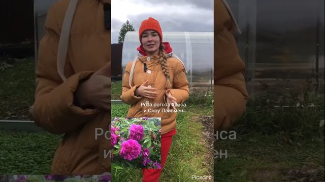 Розы не требующие укрытия ❄️ Розу Чёрный принц и Иониум можно заказать в Вк ссылка в шапке профиля смотреть онлайн