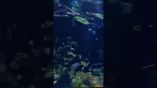 океанариум в тайланде смотреть онлайн