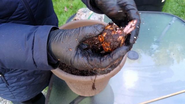 How to plant Lilies смотреть онлайн