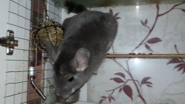 Спаривание Шиншилл! Что нужно делать в этот период! Pairing Chinchillas! What to do in this period! смотреть онлайн