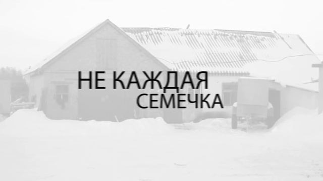 Домашнее подсолнечное масло смотреть онлайн