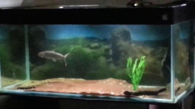 Hydrocynus play смотреть онлайн