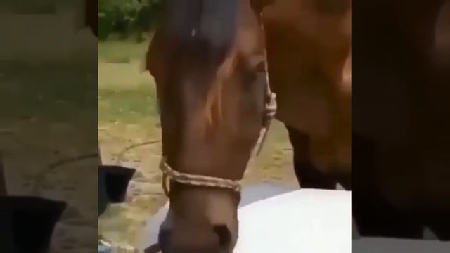 Horse Playing Piano смотреть онлайн