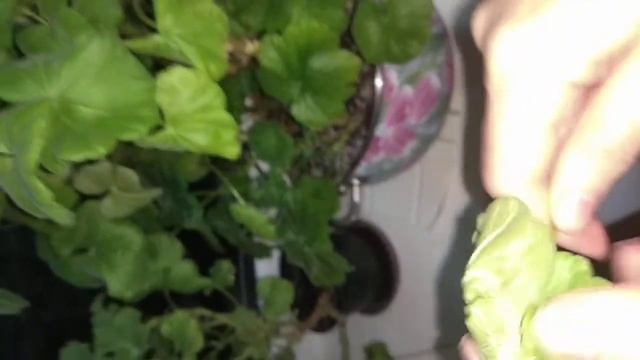 Секреты Мастера