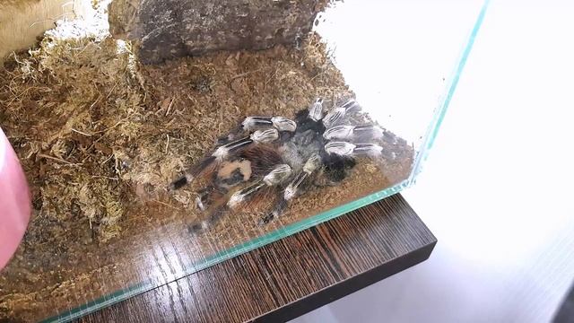НАНДУ ХРОМАТУС ( Nhandu chromatus ) смотреть онлайн