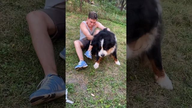 Бернский Зенненхунд Вечерние игры с собакой | Bernese Mountain Dog Berner смотреть онлайн