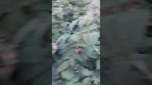 Собираю малины.Ремонтантная сорт Геракл. смотреть онлайн