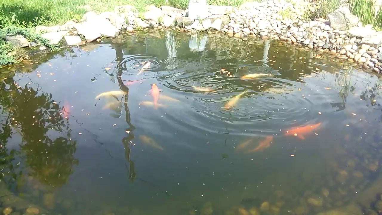 Карпы кои в пруду.