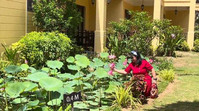 Sen nở Pandanus Resort PThiet p смотреть онлайн