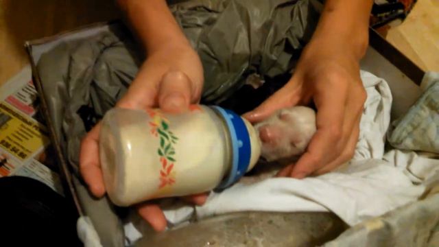 Собачий детский сад смотреть онлайн
