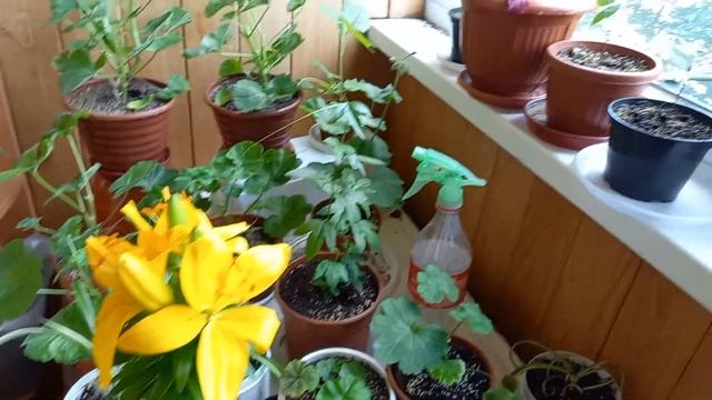 Как цветет уличная лилия в квартире на балконе смотреть онлайн