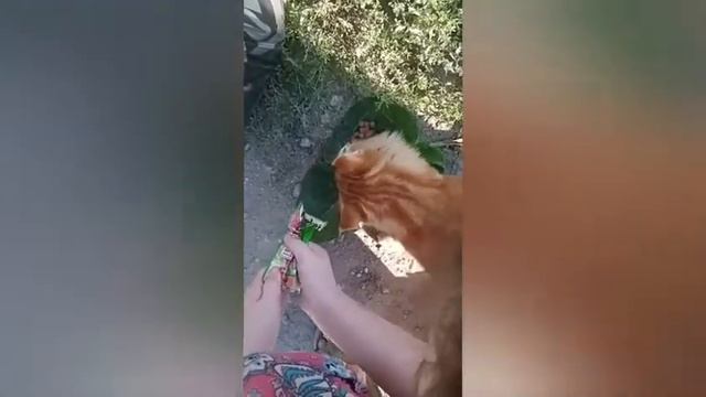 По дороге встретила красивого котика,Угостила..На прогулке к озеру случилось .... смотреть онлайн