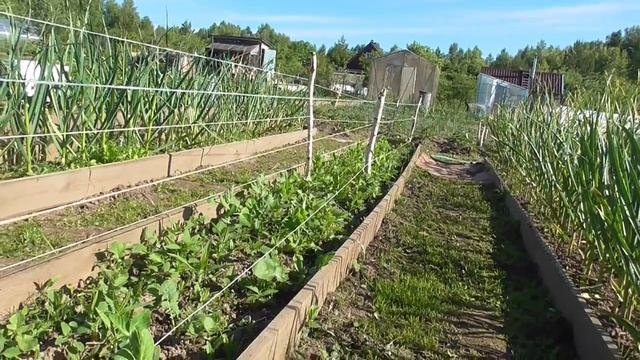 Шпалера на горох смотреть онлайн