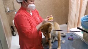 Экспресс линька Сиба Ину