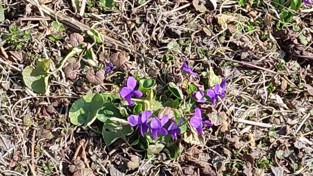 VIOLKA VONNÁ  -  Viola Odorata  - Fragrant Violet  - Ароматная фиалка  - 香りのよいバイオレット  - معطر البنفس