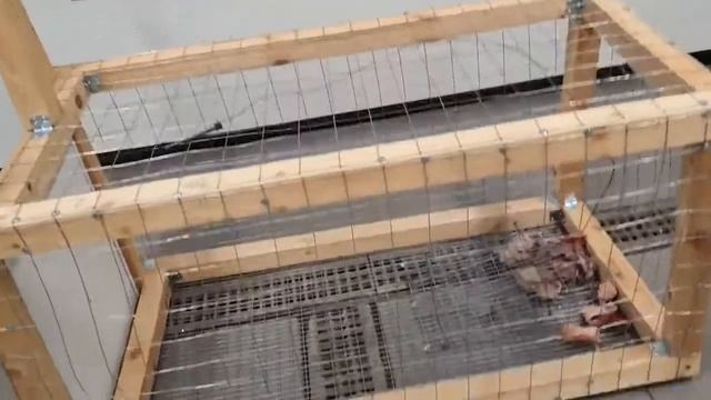 Клетка для ловли лисы