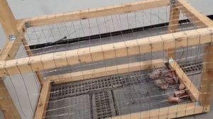 Клетка для ловли лисы