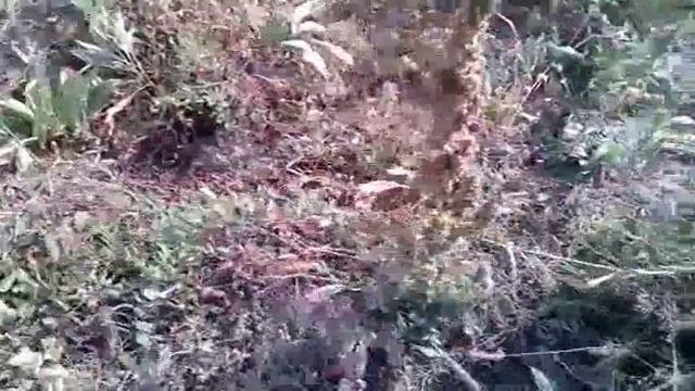 Комментарий к видео "копаем картошку (2 часть)" смотреть онлайн