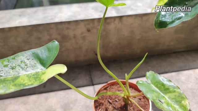 New Hybrid of Philodendron Burlemarx: Burlemarx Orange stem vs regular Burlemarx смотреть онлайн
