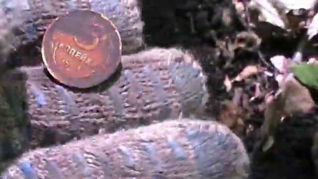 RAшен коп № 56 смотреть онлайн