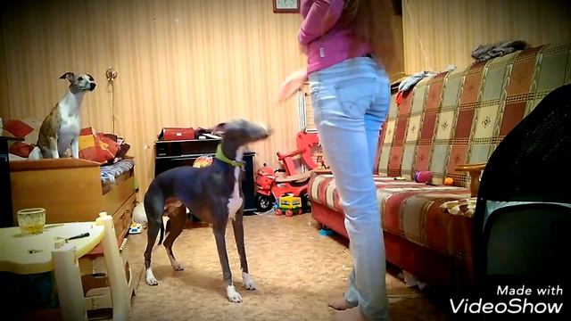 Уиппеты Асмодей и Локи. Занятие дома смотреть онлайн