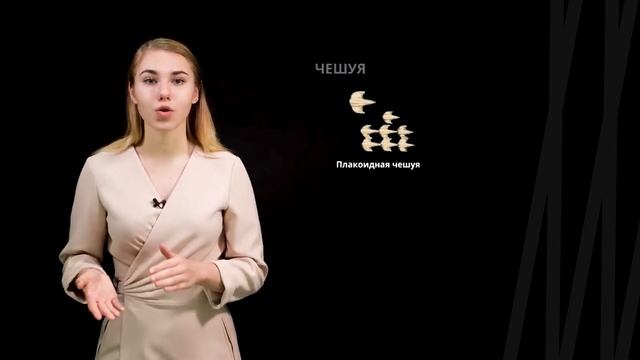 Рыбы. Общая характеристика и особенности развития | Биология смотреть онлайн