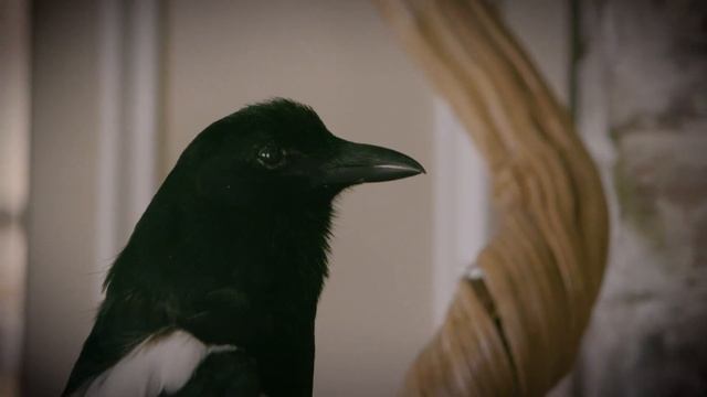 EOS 5D Mark IV Съемка модели смотреть онлайн