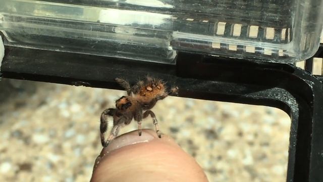 Genifer the smart Jumping Spider Catches a Snack смотреть онлайн