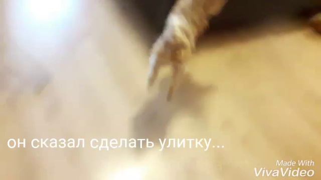 ДАЧА/DACHA WTF?DACHA?/СОБИРАЙСЯ смотреть онлайн