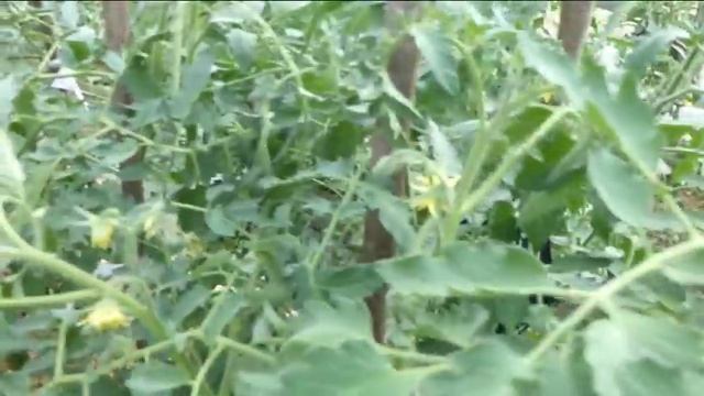 Томаты.Тридцать пять дней после высадки. Обзор коллекционных сортов томатов смотреть онлайн