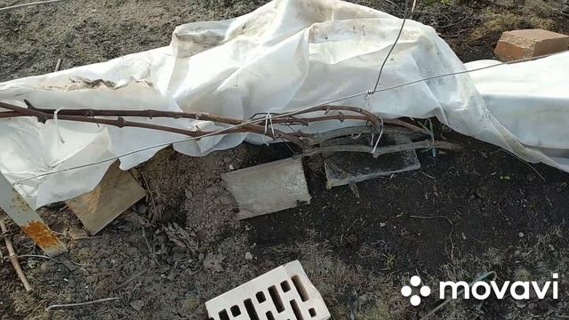 Когда весной открывают виноград ?/Чем обработать виноград после открытия. смотреть онлайн