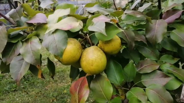 Осенний урожай яблони сорт Апорт. смотреть онлайн
